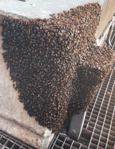 Bienen